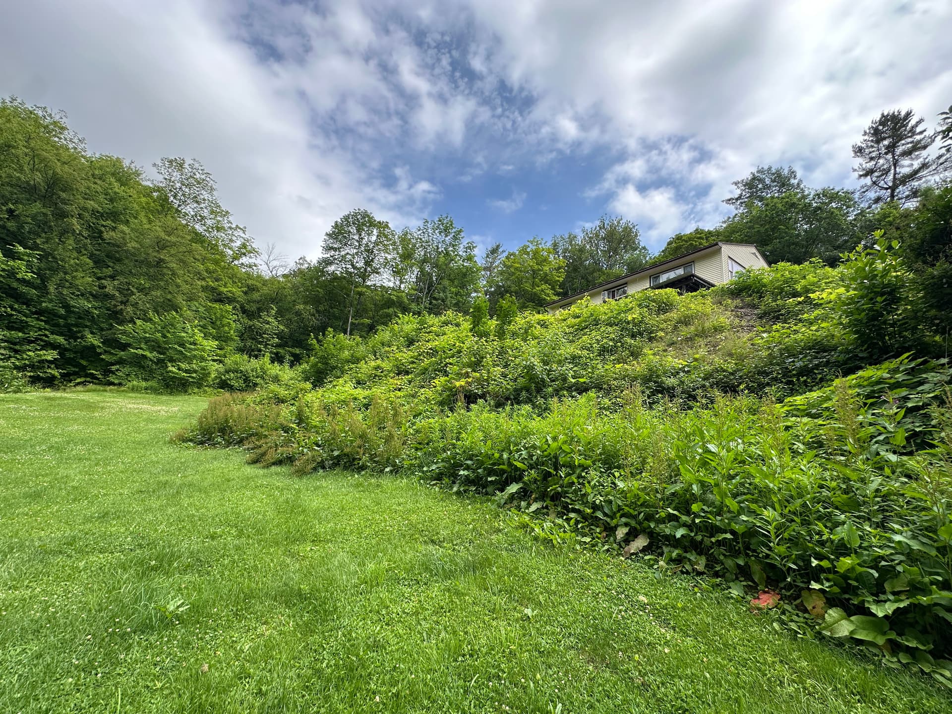Gallery photos for Challenging Hillside Cleanup for a Pristine Look: Image #1