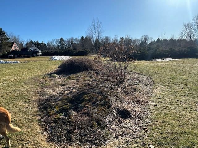 Gallery photos for Spring Lawn Preparation and Cleanup: Image #2