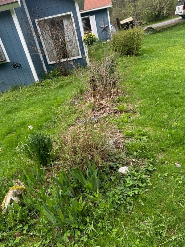 Gallery photos for Lush Lawn Transformation by Eagle Lawn Maintenance: Image #1