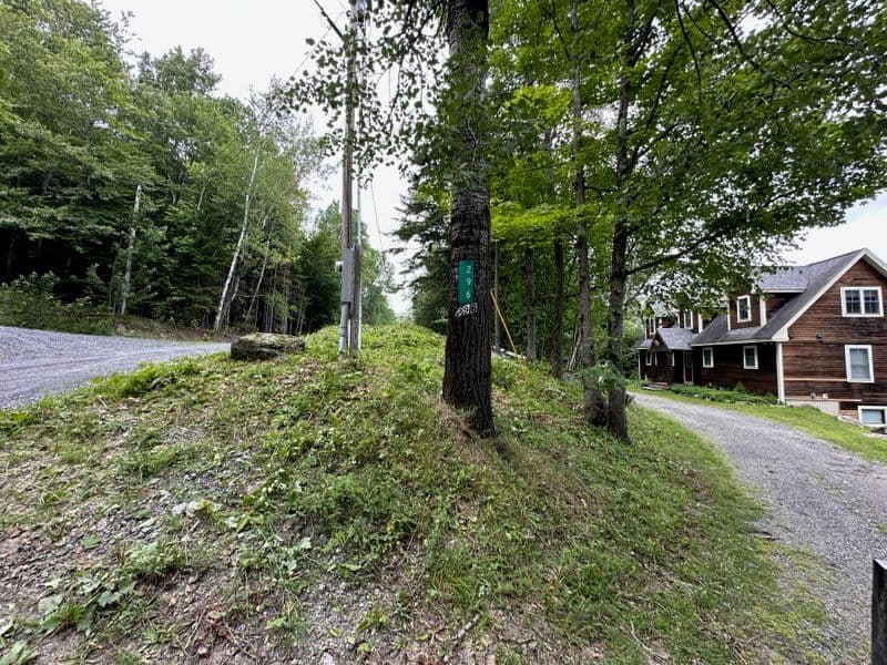 Gallery photos for Enhanced Curb Appeal with Expert Tree Trimming: Image #1