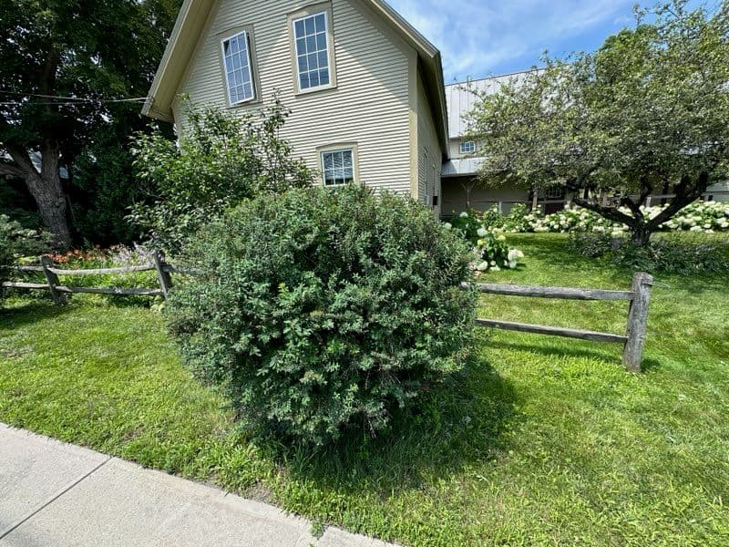 Gallery photos for Enhanced Curb Appeal with Expert Tree Trimming: Image #2